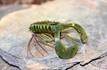 Finesse Jig n Craw Mini Kit  