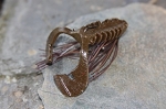 Finesse Jig n Craw Mini Kit  