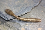 Large Bird in Mummichog - 10 Pack 