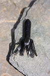 Little Tube (Raven) - 10 Pack